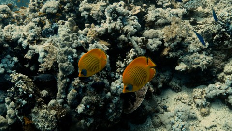 Coral Reefs & Fish - Clip 118