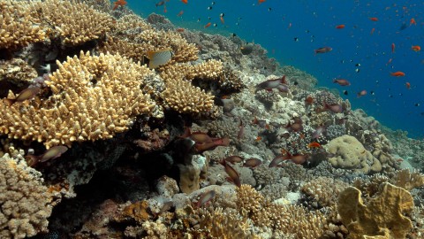 Coral Reefs & Fish - Clip 119