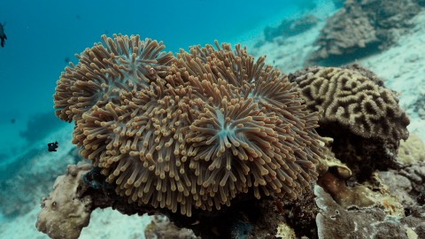 Coral Reefs & Fish - Clip 120