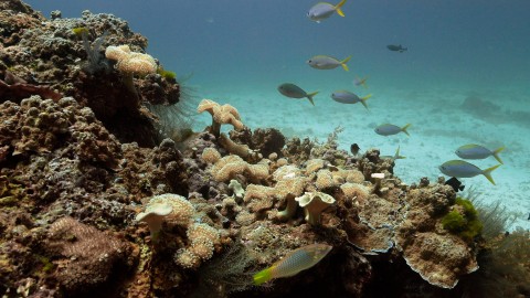Coral Reefs & Fish - Clip 121