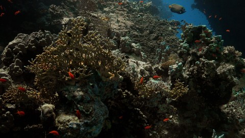 Coral Reefs & Fish - Clip 123