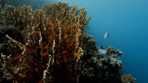 Coral Reefs & Fish - Clip 124