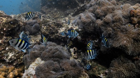 Coral Reefs & Fish - Clip 125