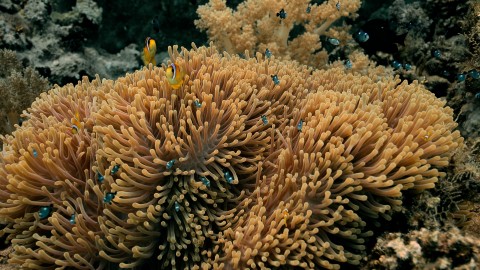 Coral Reefs & Fish - Clip 126