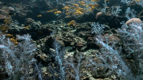 Coral Reefs & Fish - Clip 127