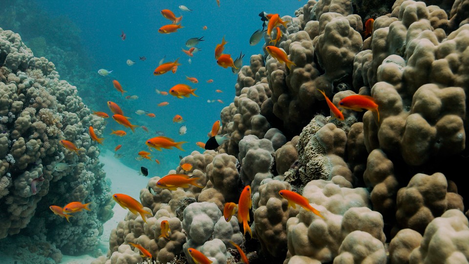 Coral Reefs & Fish - Clip 129