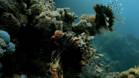 Coral Reefs & Fish - Clip 130