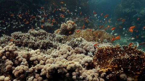 Coral Reefs & Fish - Clip 131