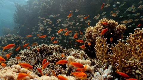 Coral Reefs & Fish - Clip 132