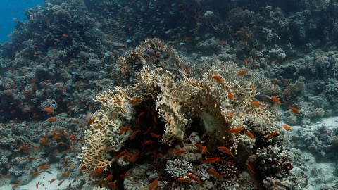 Coral Reefs & Fish - Clip 133
