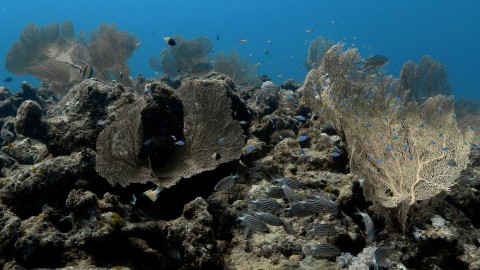 Coral Reefs & Fish - Clip 134