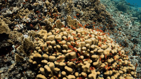 Coral Reefs & Fish - Clip 135