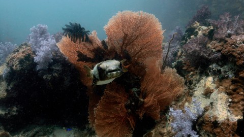 Coral Reefs & Fish - Clip 137