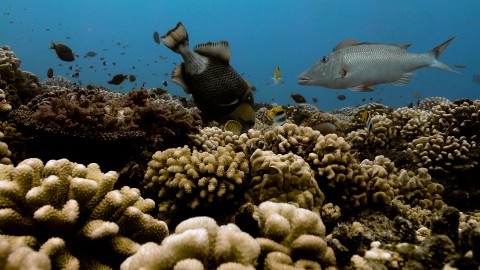 Coral Reefs & Fish - Clip 138