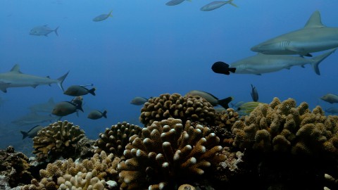 Coral Reefs & Fish - Clip 139