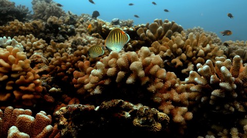 Coral Reefs & Fish - Clip 140