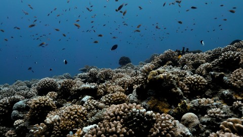 Coral Reefs & Fish - Clip 141