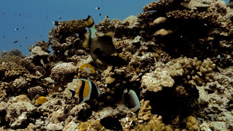 Coral Reefs & Fish - Clip 142