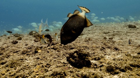 Coral Reefs & Fish - Clip 143