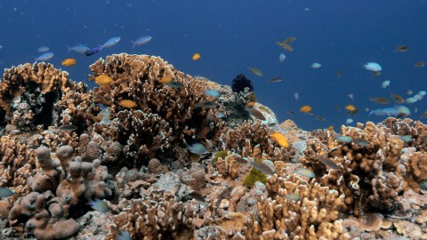 Coral Reefs & Fish - Clip 146