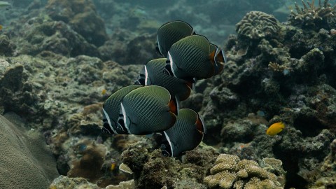 Coral Reefs & Fish - Clip 147