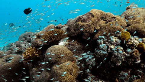 Coral Reefs & Fish - Clip 149
