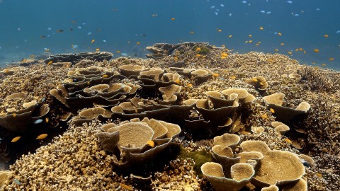 Coral Reefs & Fish - Clip 152