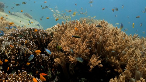 Coral Reefs & Fish - Clip 153
