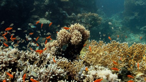 Coral Reefs & Fish - Clip 154
