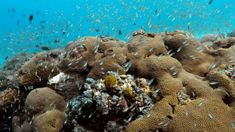 Coral Reefs & Fish - Clip 157