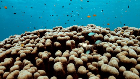 Coral Reefs & Fish - Clip 159