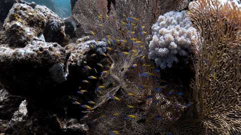 Coral Reefs & Fish - Clip 160