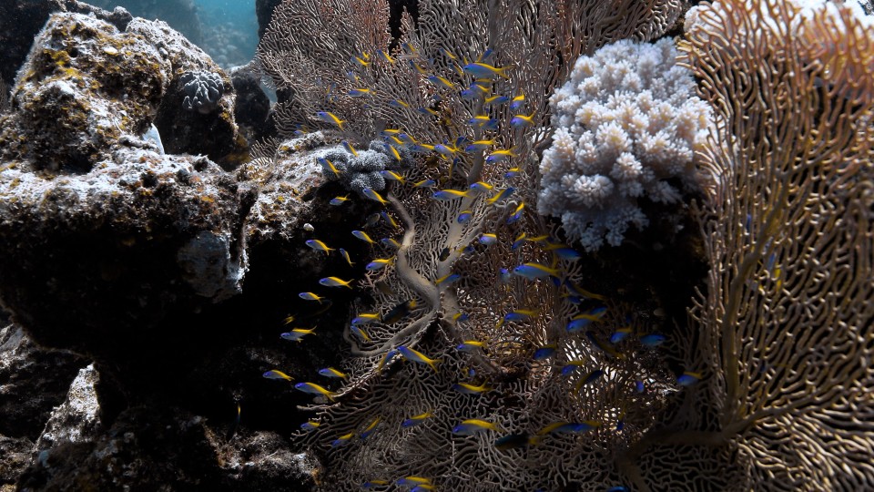 Coral Reefs & Fish - Clip 160