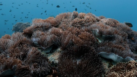 Coral Reefs & Fish - Clip 162