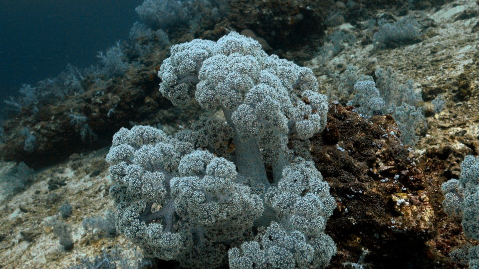 Coral Reefs & Fish - Clip 163