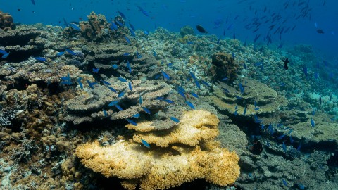 Coral Reefs & Fish - Clip 164