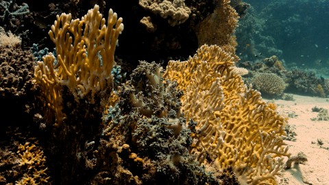 Coral Reefs & Fish - Clip 165