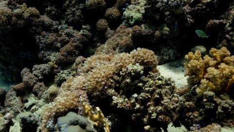 Coral Reefs & Fish - Clip 158