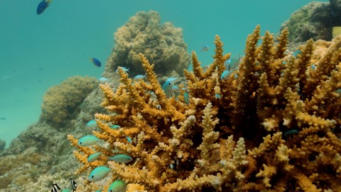 Coral Reefs & Fish - Clip 144