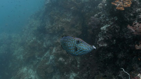 Andaman Sea - Clip 107
