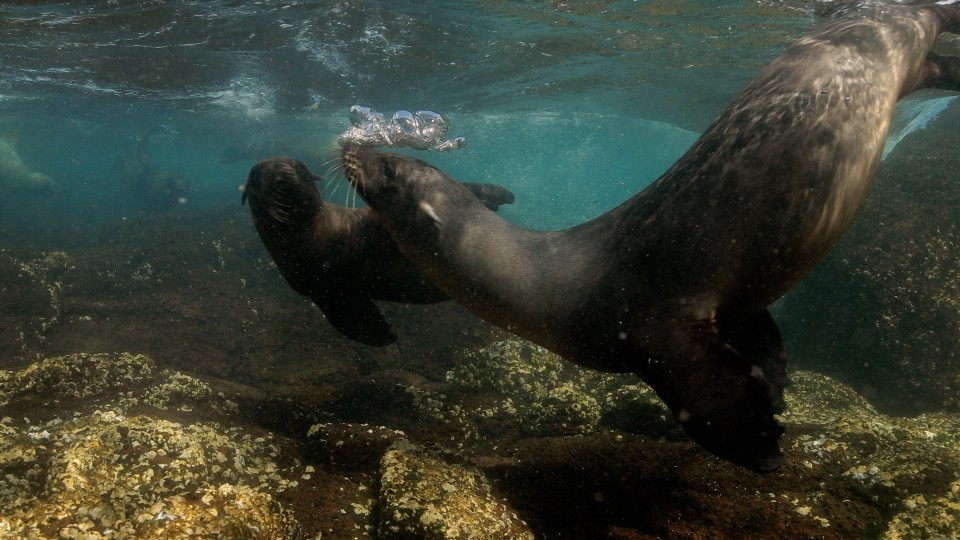 Galapagos Islands - Clip 43