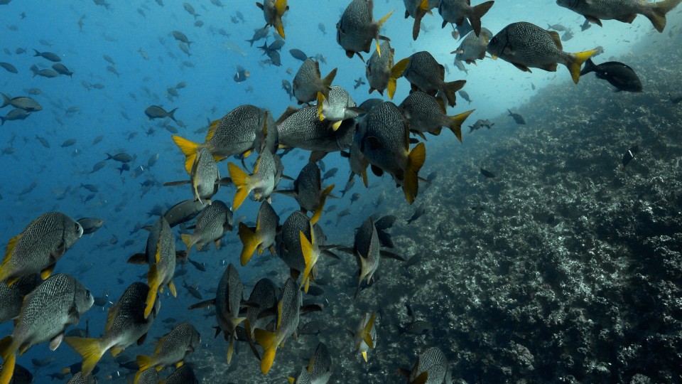 Galapagos Islands - Clip 37