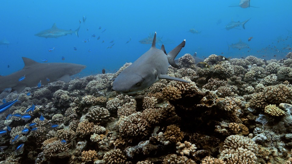 French Polynesia - Clip 56