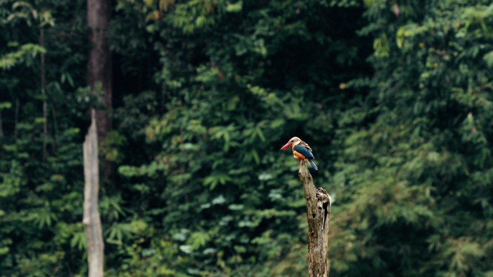 Thailand National Park - Clip 6