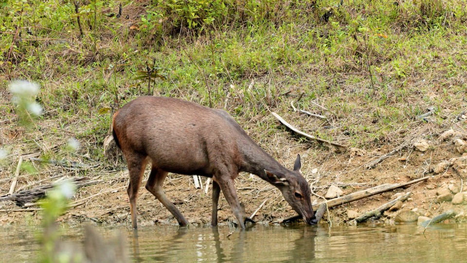 Thailand National Park - Clip 9