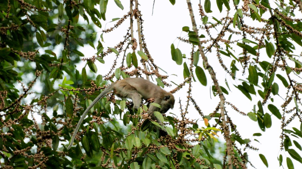 Thailand National Park - Clip 23