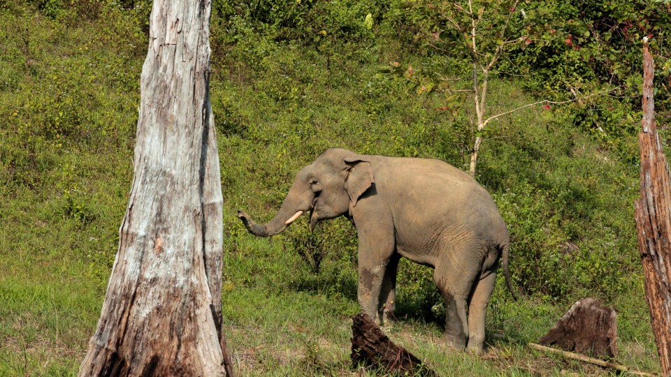 Thailand National Park - Clip 34