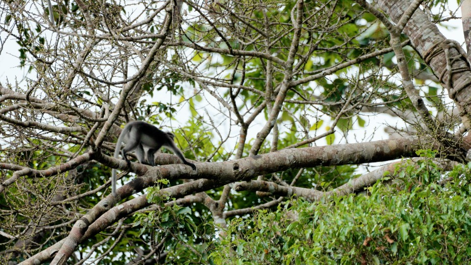 Thailand National Park - Clip 38