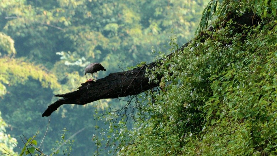 Thailand National Park - Clip 44