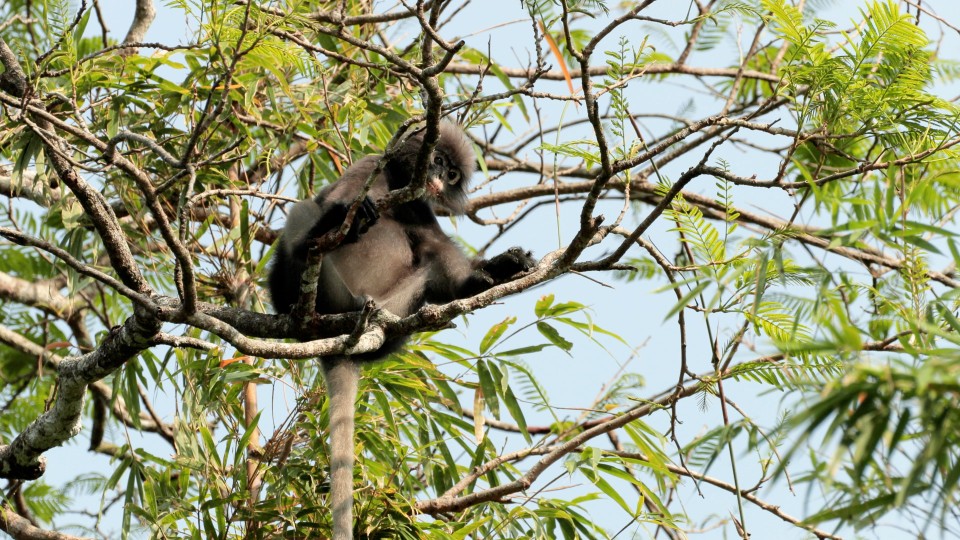 Thailand National Park - Clip 45